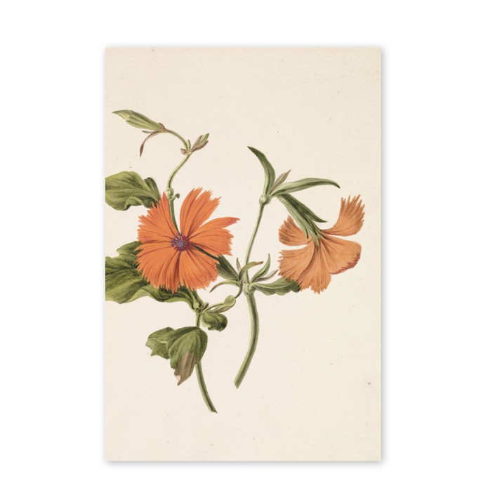 Poster Gele Chinese bloem