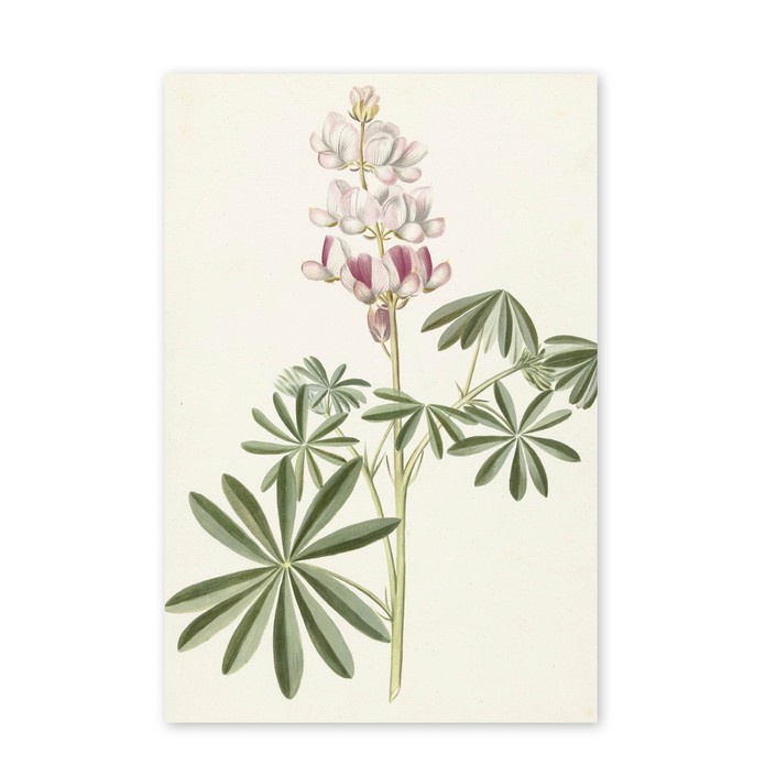 Poster Lupine